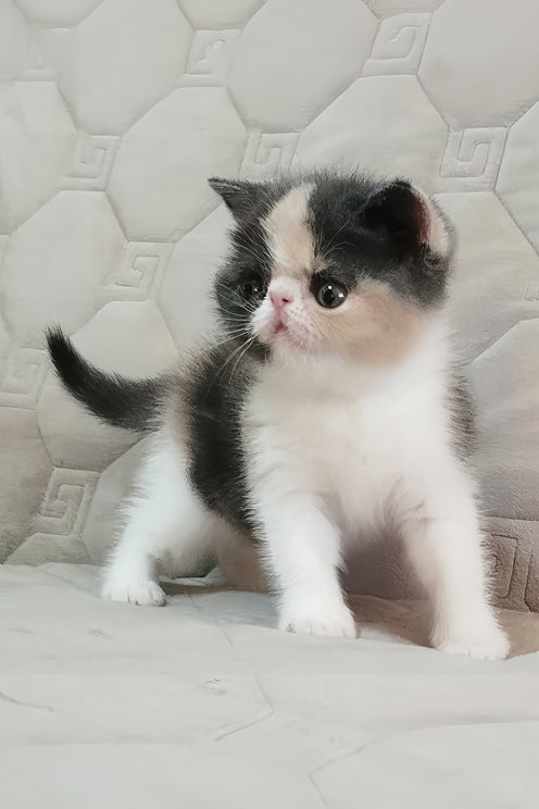 Tessa | Exotic Shorthair Kitten