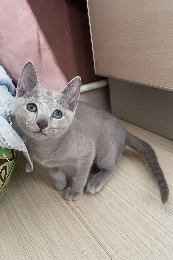 Tessa | Russian Blue Kitten