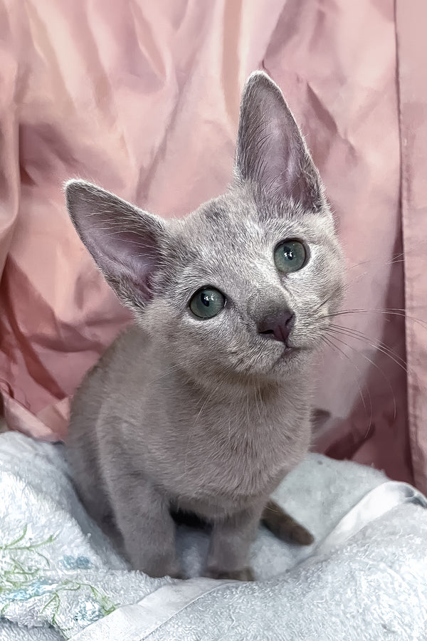 Tessa | Russian Blue Kitten