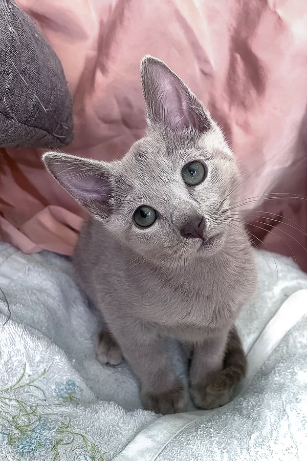 Tessa | Russian Blue Kitten