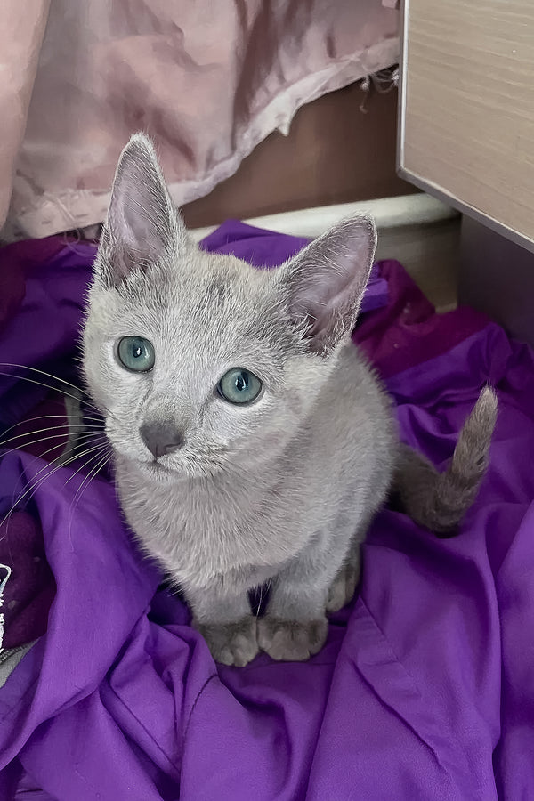 Tessa | Russian Blue Kitten