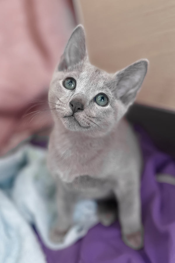 Tessa | Russian Blue Kitten