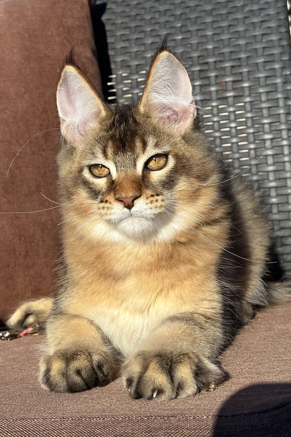 Tevi | Golden Maine Coon Kitten