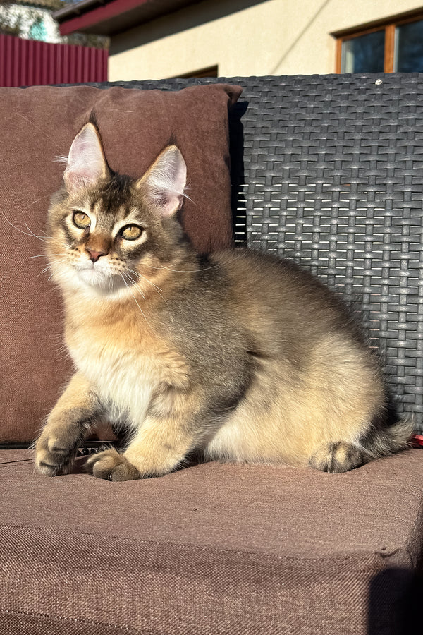 Tevi | Golden Maine Coon Kitten
