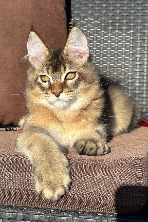 Tevi | Golden Maine Coon Kitten