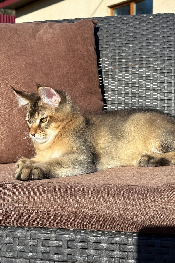 Tevi | Golden Maine Coon Kitten