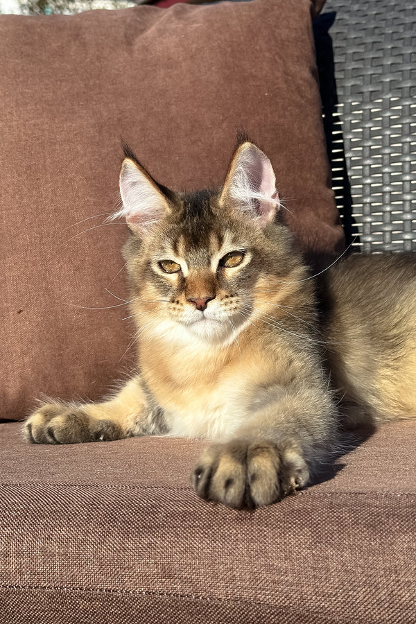 Tevi | Golden Maine Coon Kitten