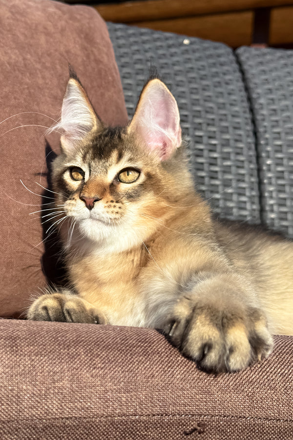 Tevi | Golden Maine Coon Kitten