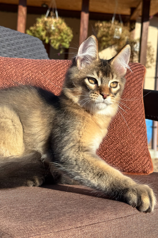 Tevi | Golden Maine Coon Kitten