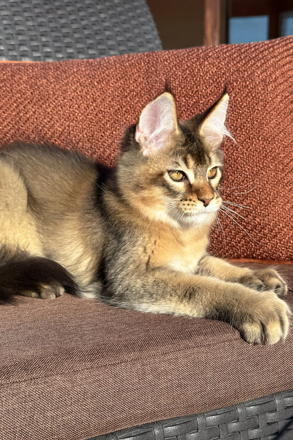 Tevi | Golden Maine Coon Kitten
