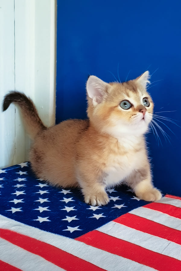 Theodore | Munchkin Kitten