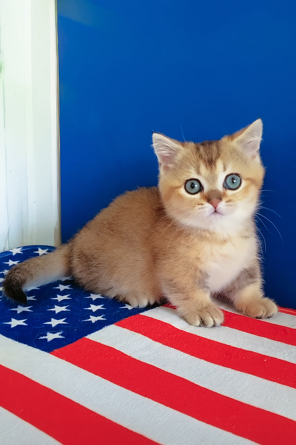 Theodore | Munchkin Kitten