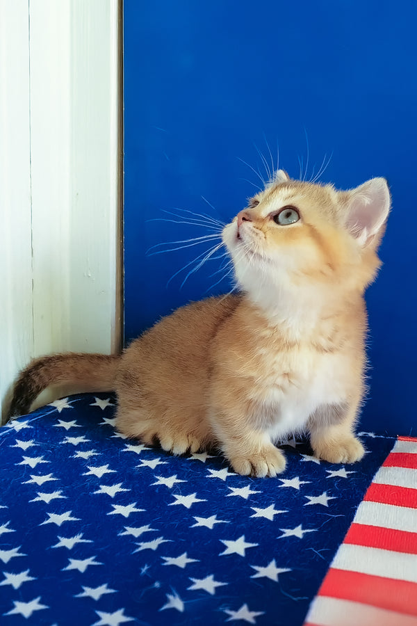 Theodore | Munchkin Kitten