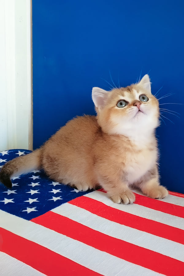 Theodore | Munchkin Kitten