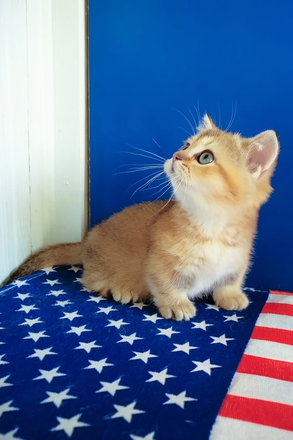 Theodore | Munchkin Kitten
