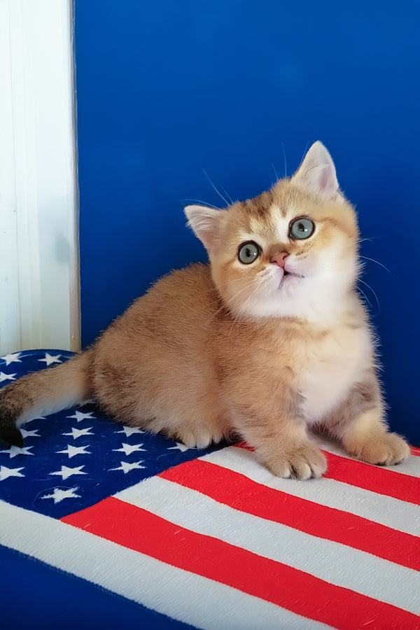 Theodore | Munchkin Kitten