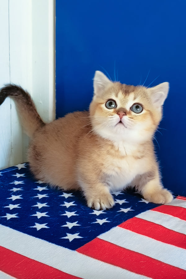 Theodore | Munchkin Kitten