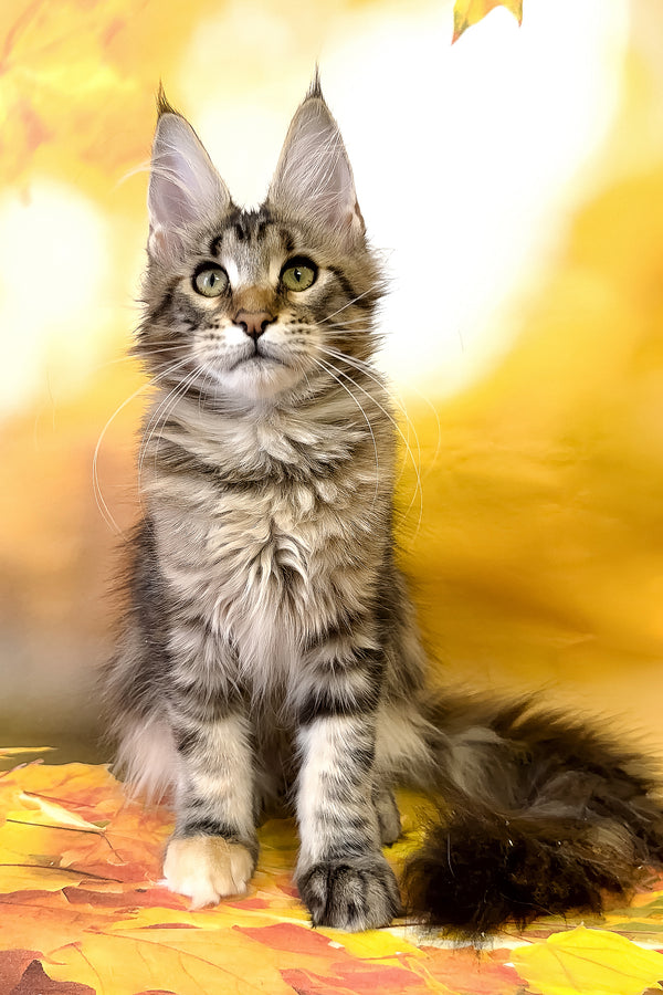 Theresa | Maine Coon Kitten