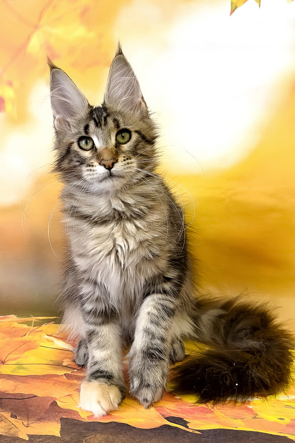 Theresa | Maine Coon Kitten