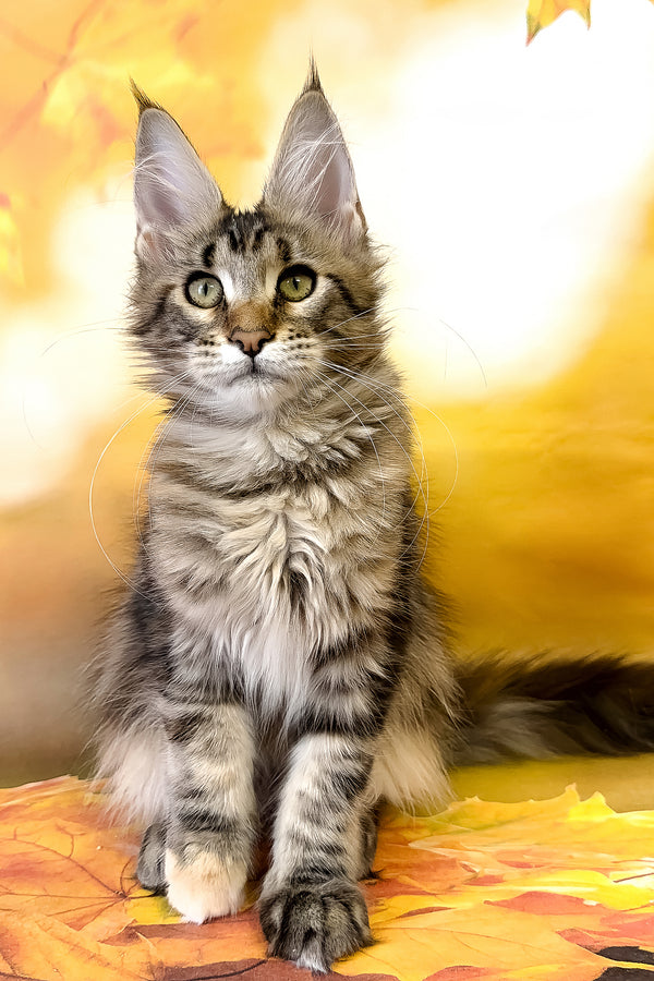 Theresa | Maine Coon Kitten