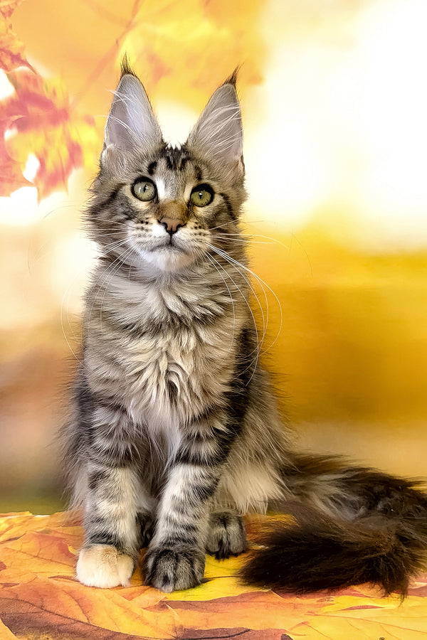 Theresa | Maine Coon Kitten