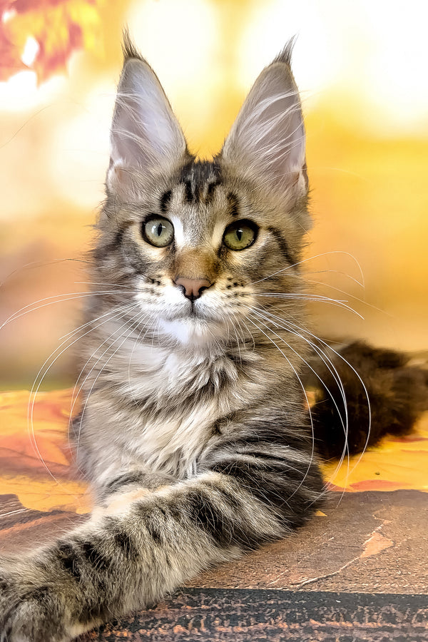 Theresa | Maine Coon Kitten