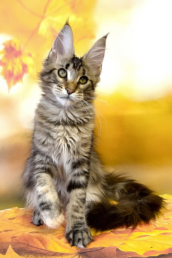 Theresa | Maine Coon Kitten