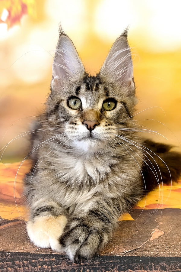 Theresa | Maine Coon Kitten