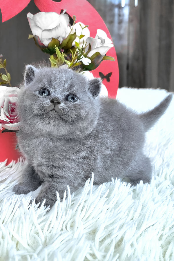 Tiffany | British Shorthair Kitten