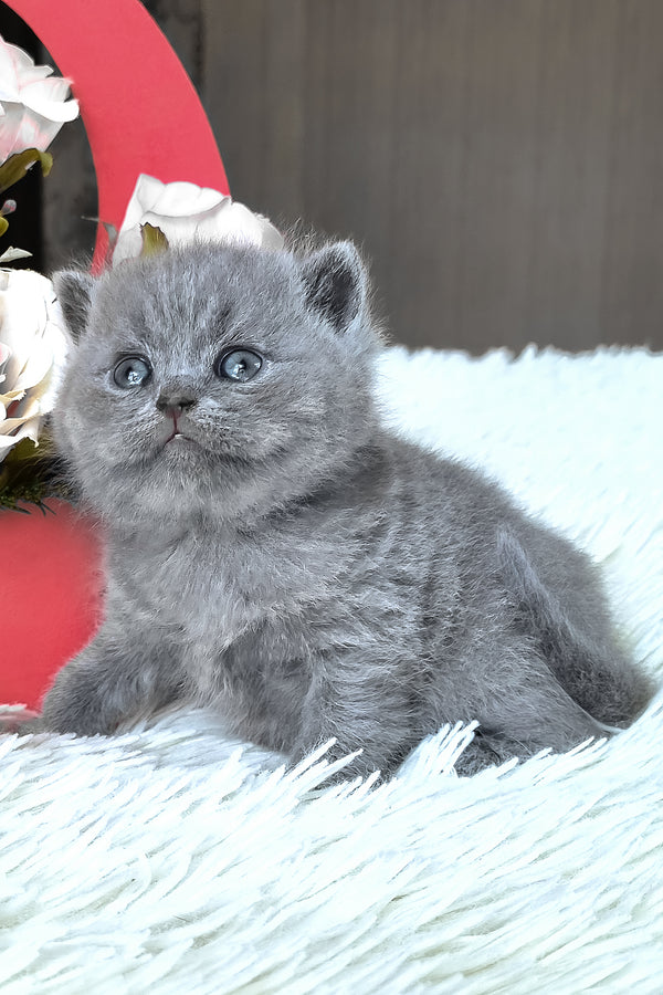 Tiffany | British Shorthair Kitten