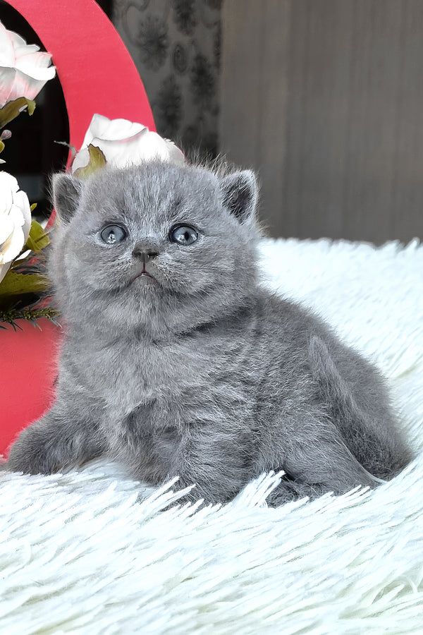 Tiffany | British Shorthair Kitten