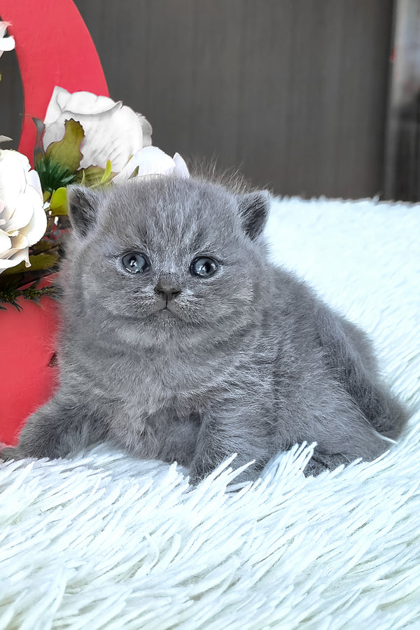 Tiffany | British Shorthair Kitten
