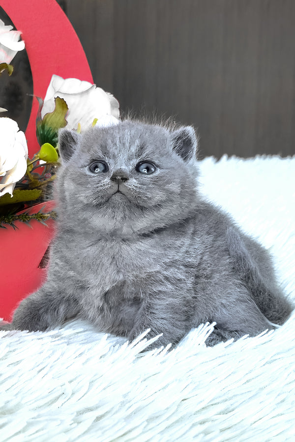 Tiffany | British Shorthair Kitten