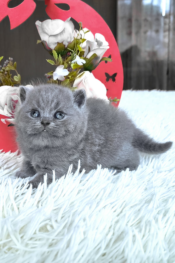 Tiffany | British Shorthair Kitten