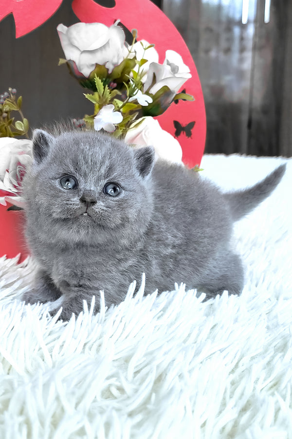 Tiffany | British Shorthair Kitten