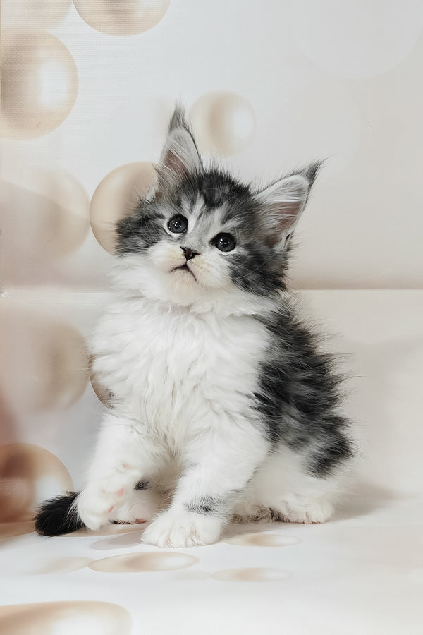 Tiffany | Maine Coon Kitten