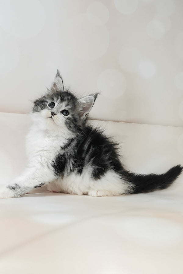 Tiffany | Maine Coon Kitten