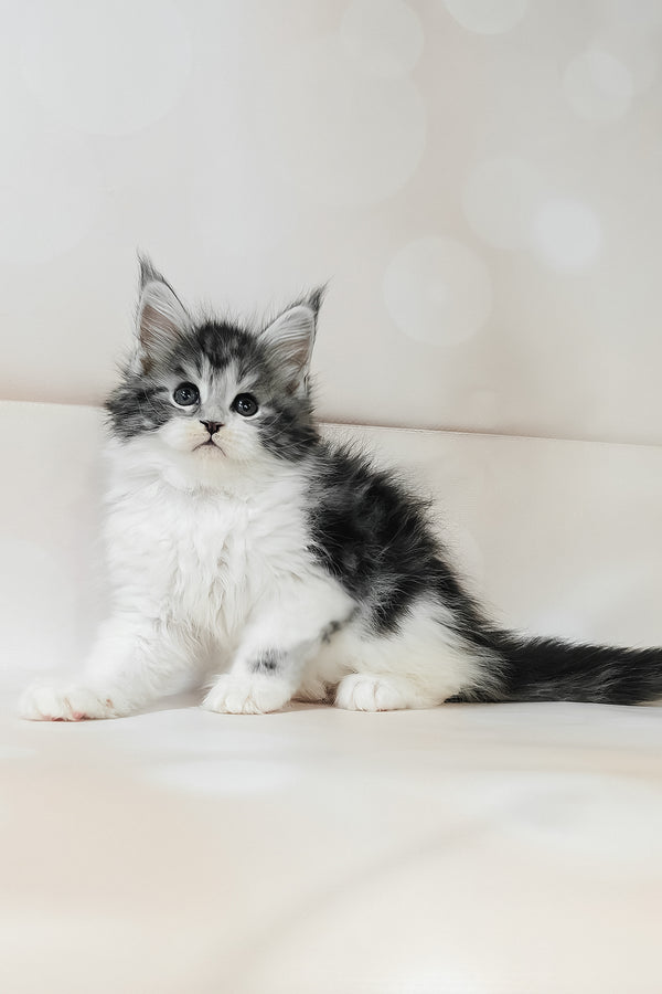 Tiffany | Maine Coon Kitten