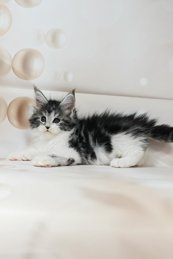 Tiffany | Maine Coon Kitten