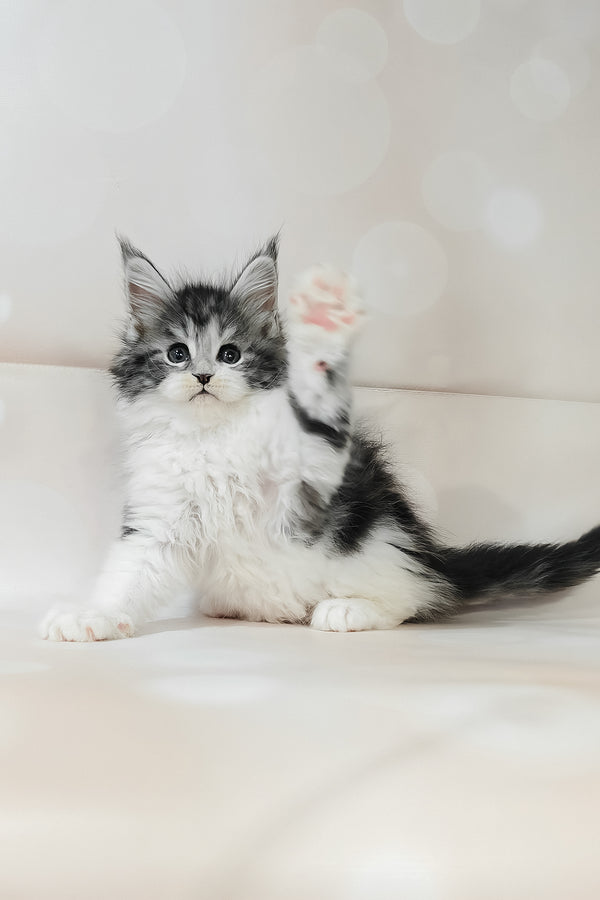 Tiffany | Maine Coon Kitten