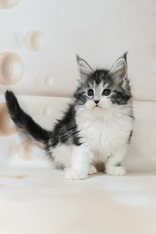 Tiffany | Maine Coon Kitten