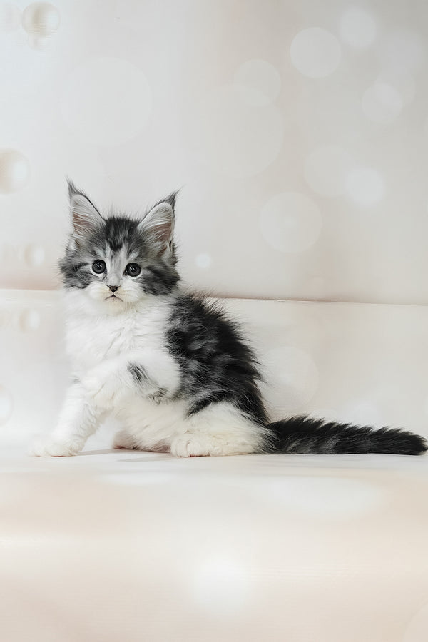 Tiffany | Maine Coon Kitten