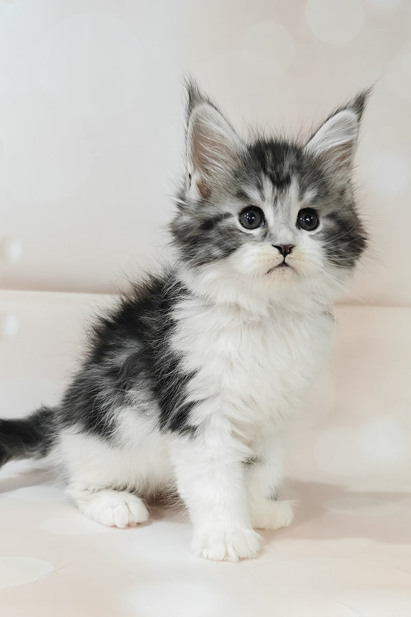 Tiffany | Maine Coon Kitten