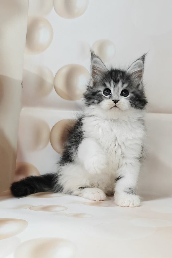 Tiffany | Maine Coon Kitten