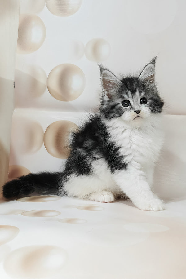 Tiffany | Maine Coon Kitten