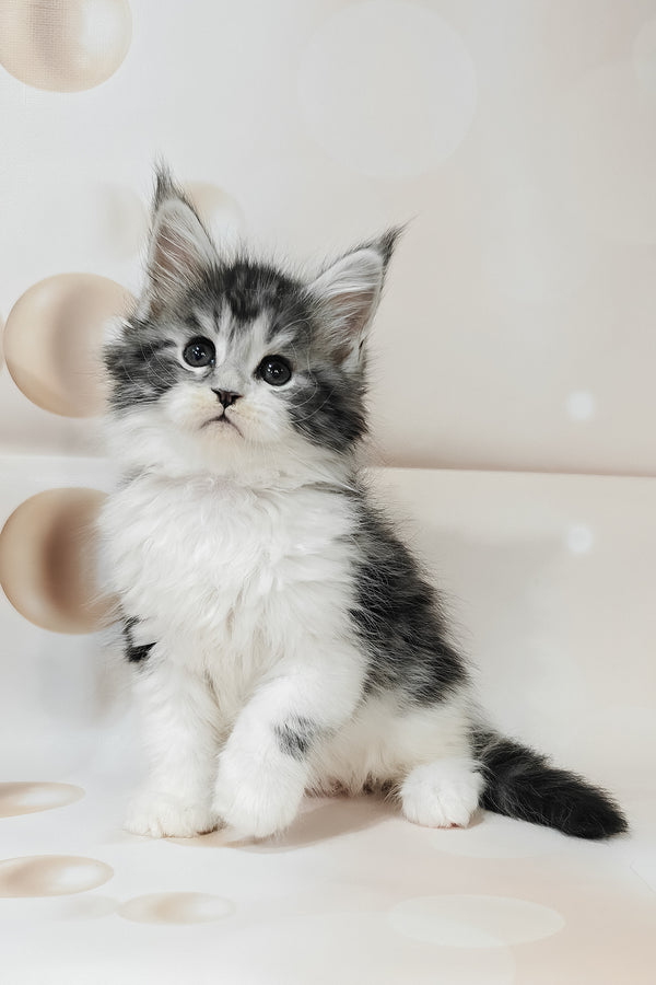 Tiffany | Maine Coon Kitten
