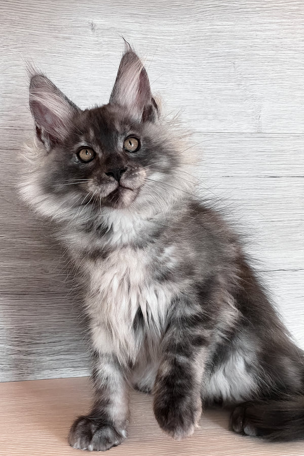 Tim | Maine Coon Kitten