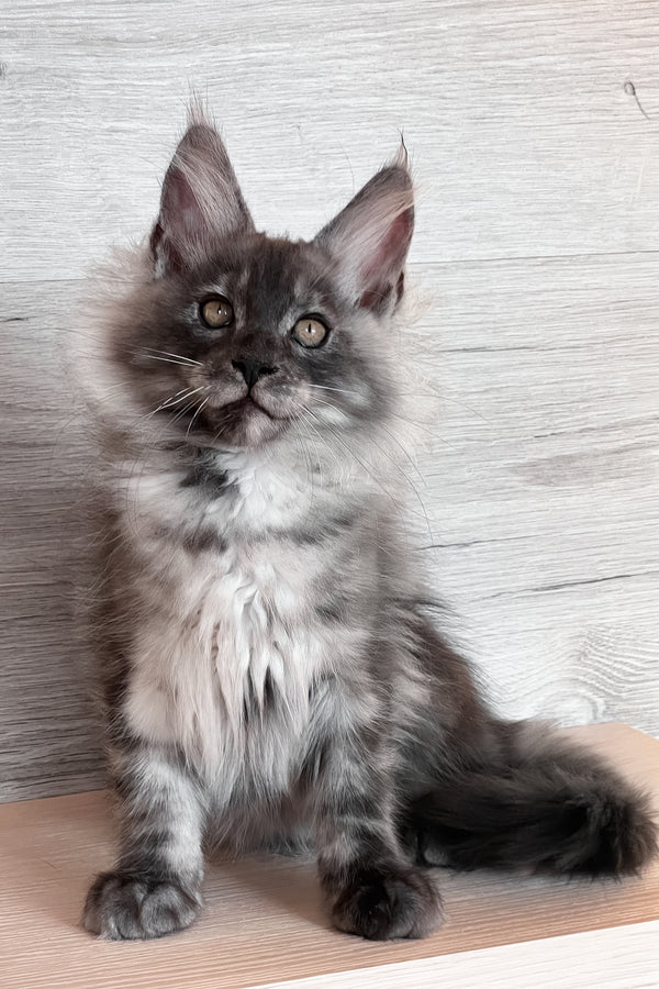Tim | Maine Coon Kitten