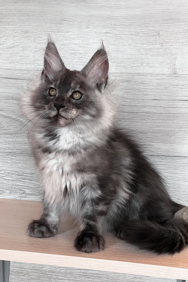 Tim | Maine Coon Kitten
