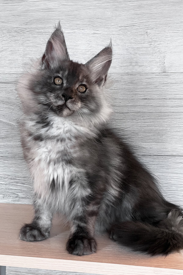 Tim | Maine Coon Kitten